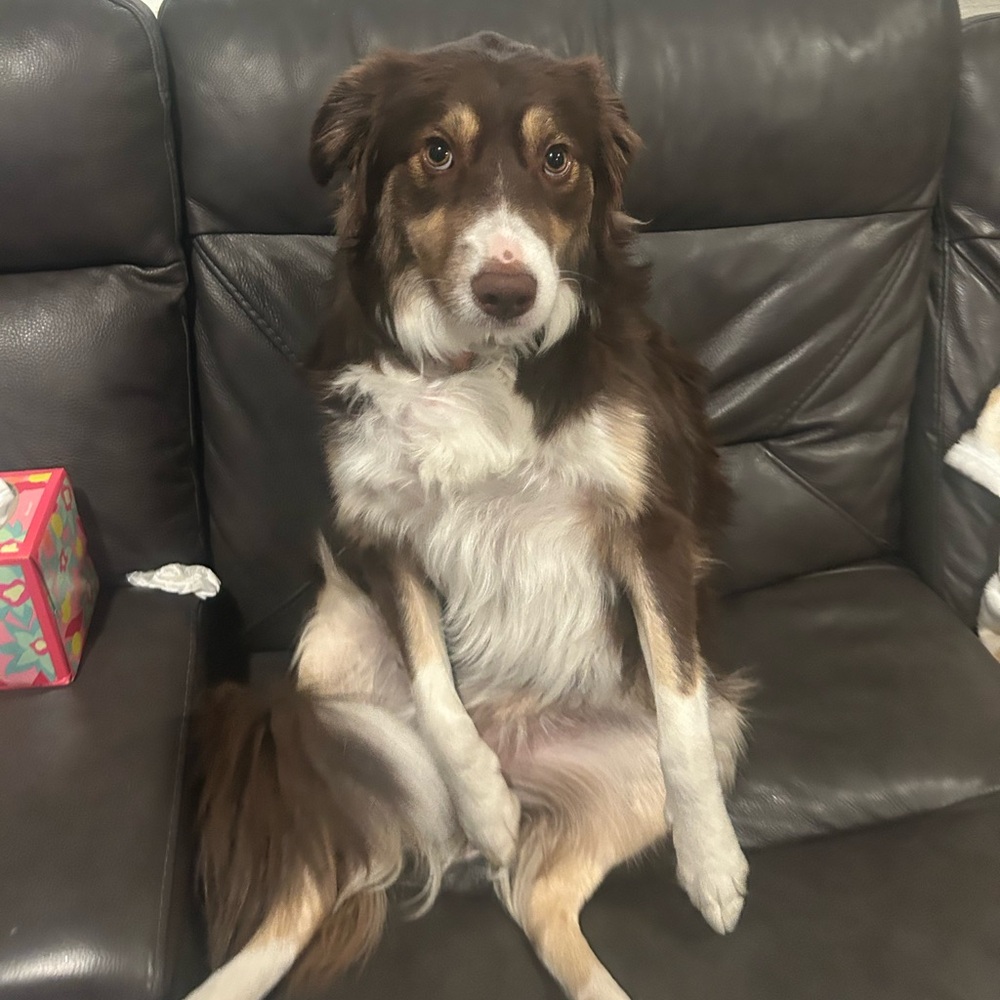 Meet your Posher, Toby